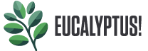 eucalyptus